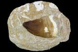 Mosasaur (Prognathodon) Tooth In Rock - Nice Tooth #105847-1